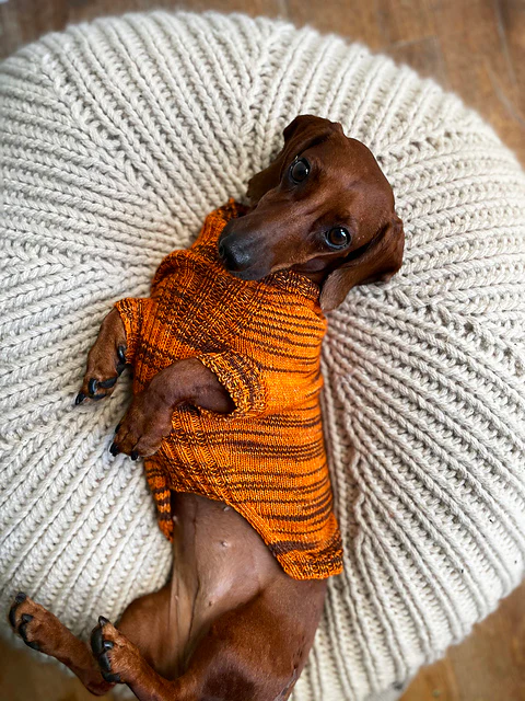 Canine Stripes Sweater by Nina Holubcova - Image 2