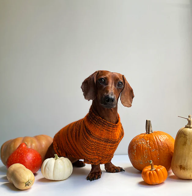 Canine Stripes Sweater by Nina Holubcova - Image 3