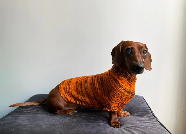 Canine Stripes Sweater by Nina Holubcova - Image 6